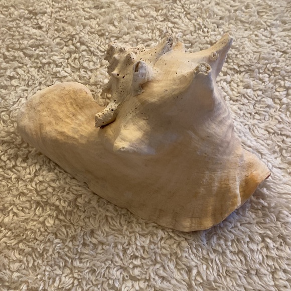 Conch Shell - Picture 3 of 4